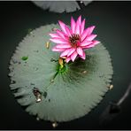 Seerose mit Blatt