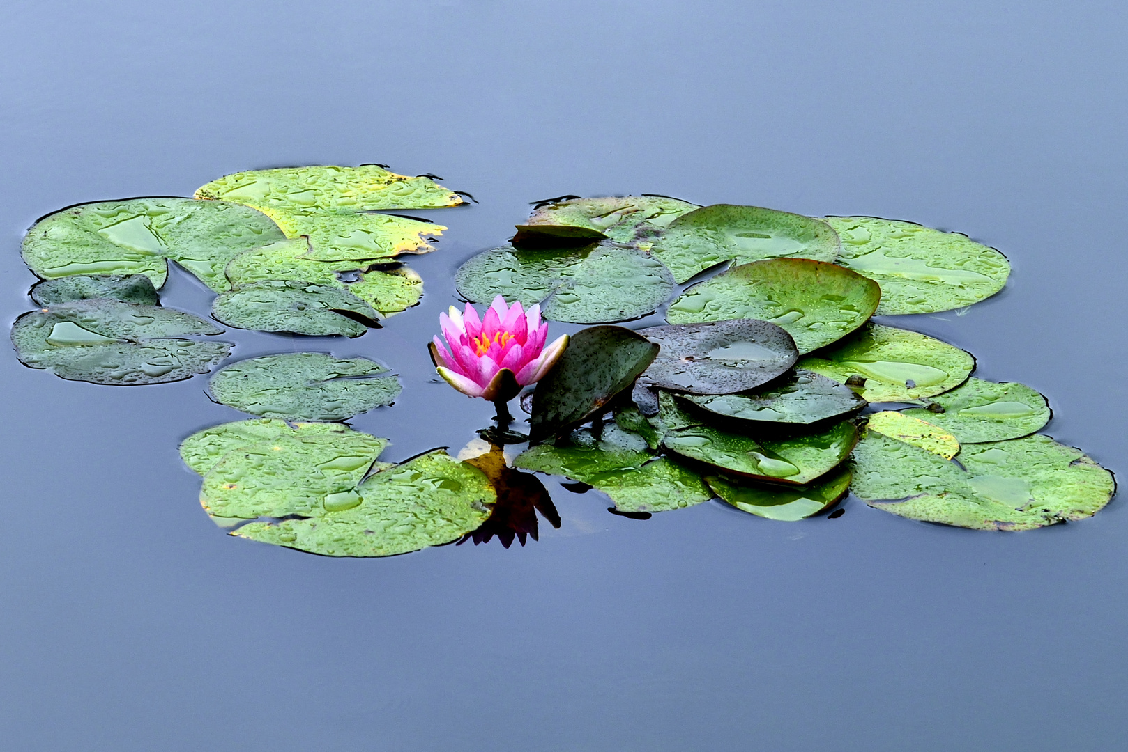 Seerose mit Blüte