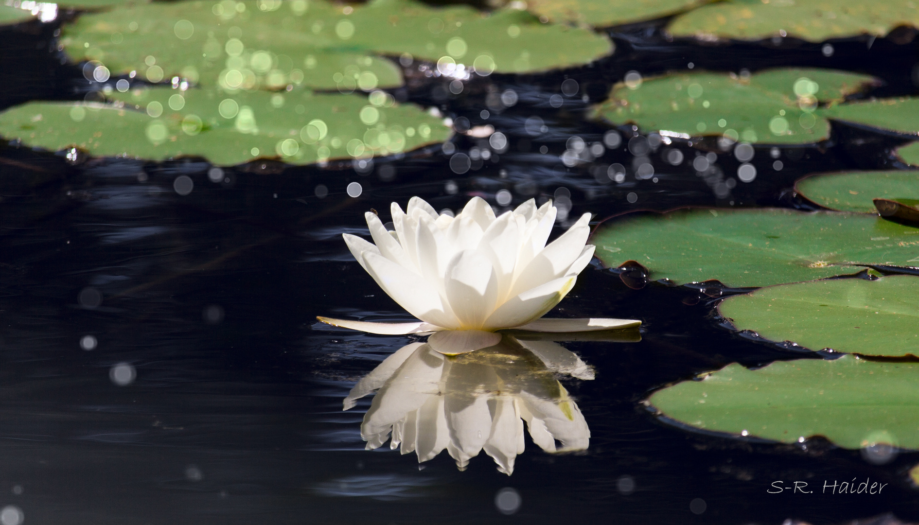 Seerose mit Bokeh