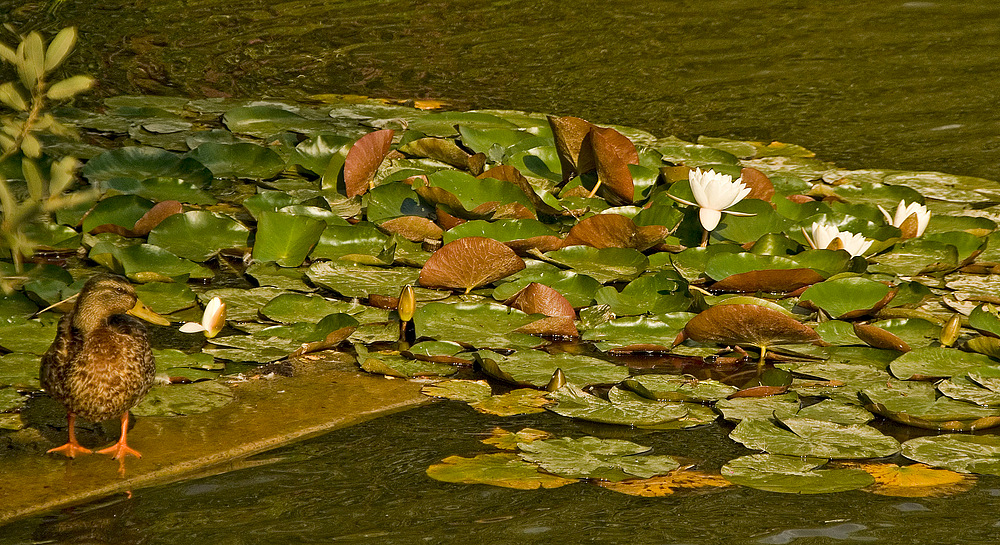 Seerose mit Ente