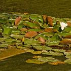 Seerose mit Ente