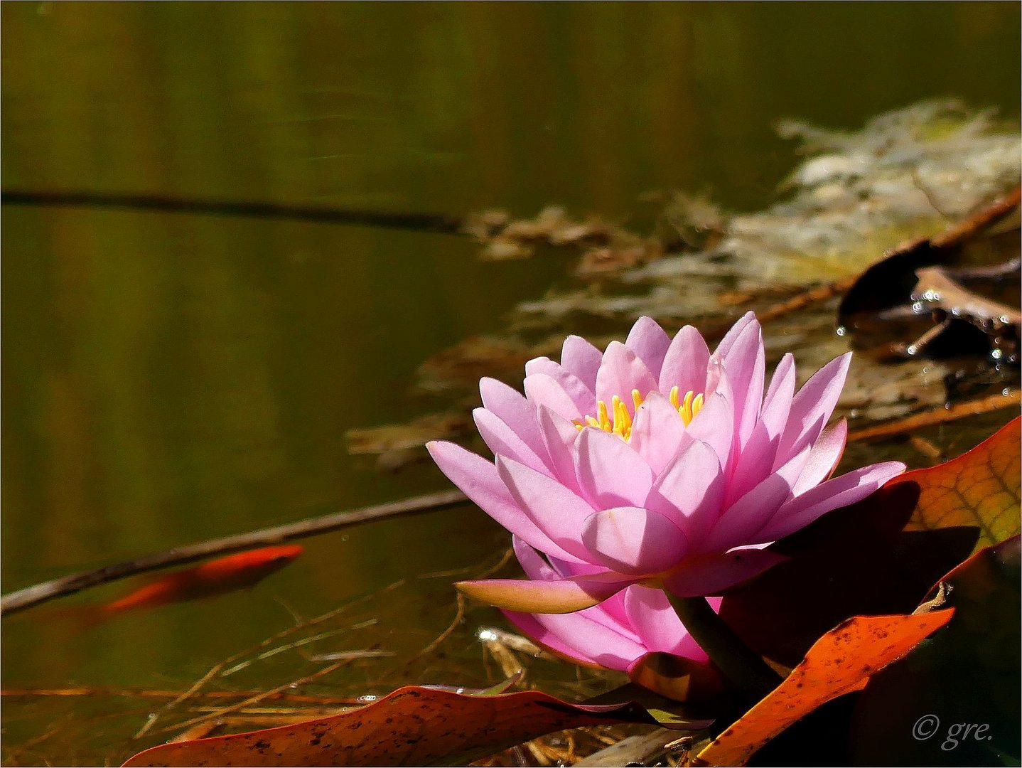 Seerose mit Fisch