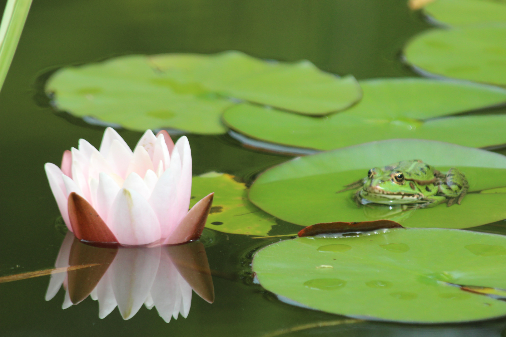 Seerose mit Frosch