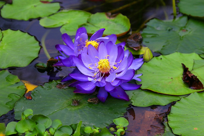 Seerose mit Frosch