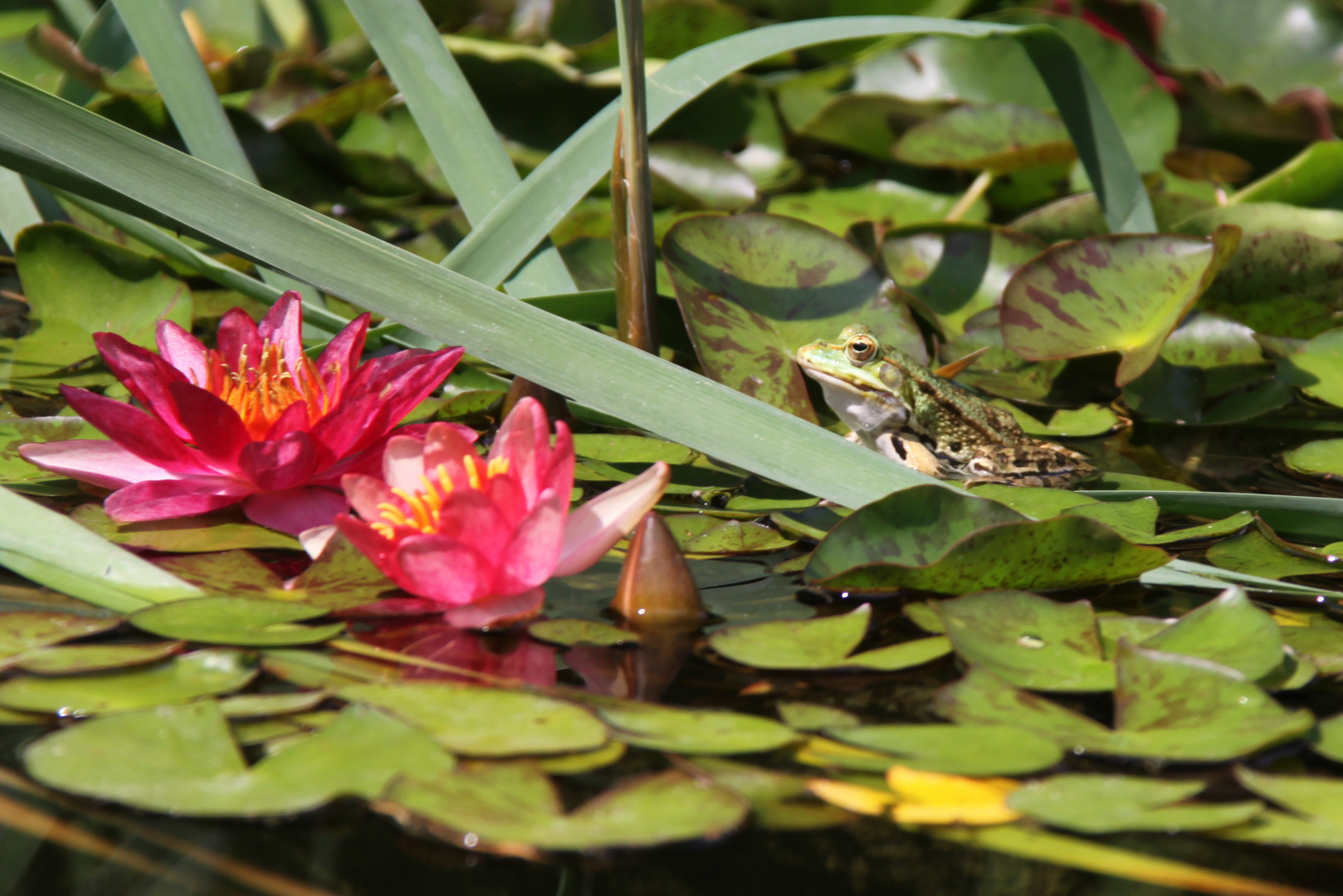 Seerose mit Frosch