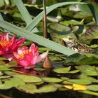 Seerose mit Frosch