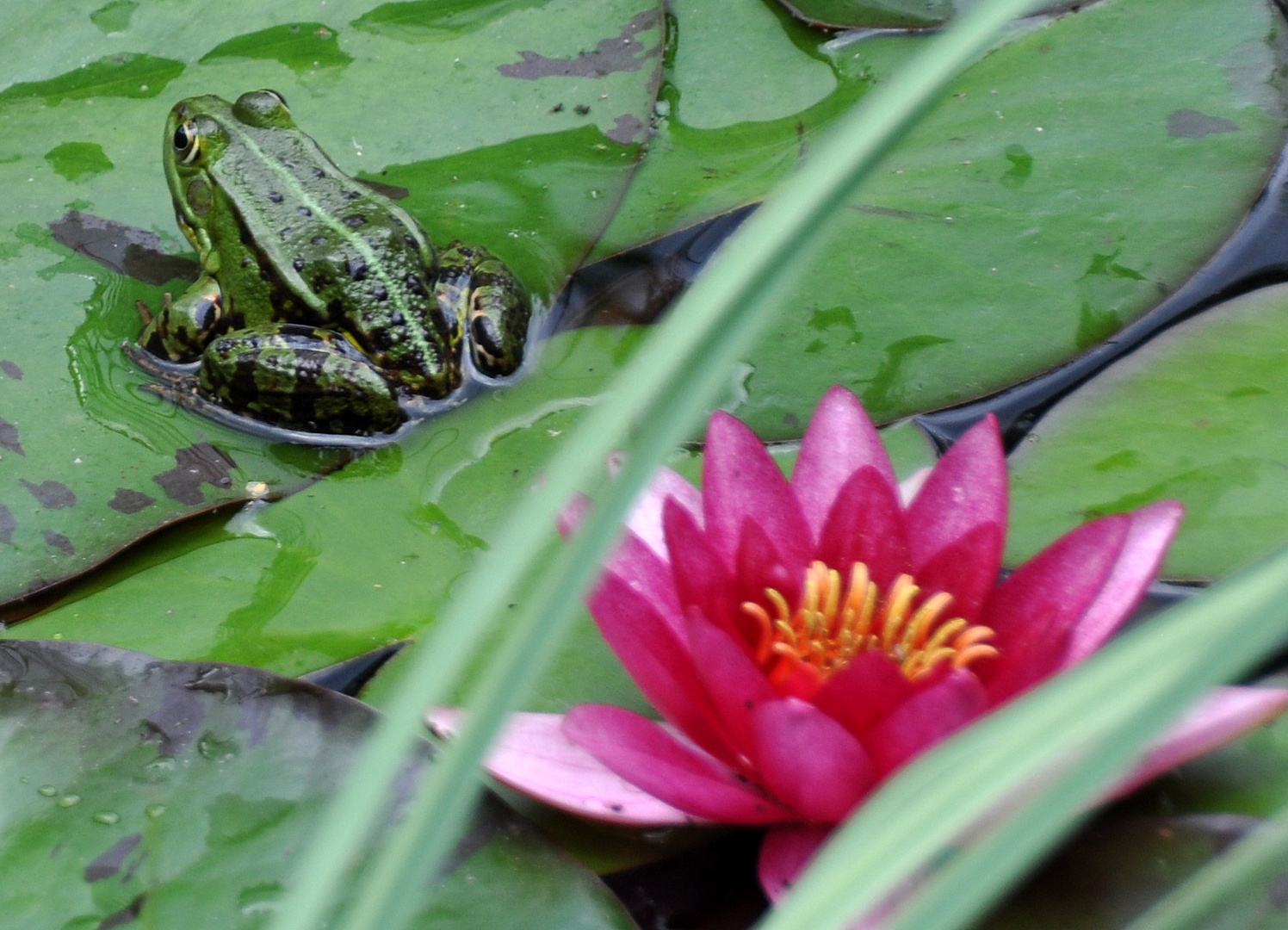 Seerose mit Frosch