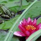 Seerose mit Frosch