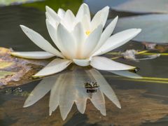 Seerose mit Frosch