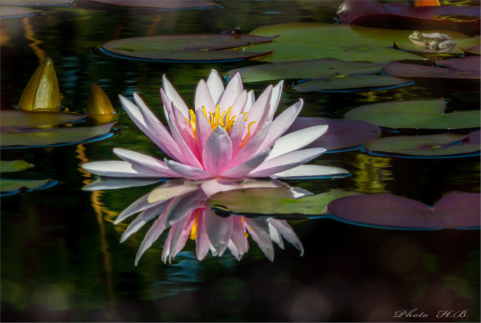 Seerose mit Frosch.