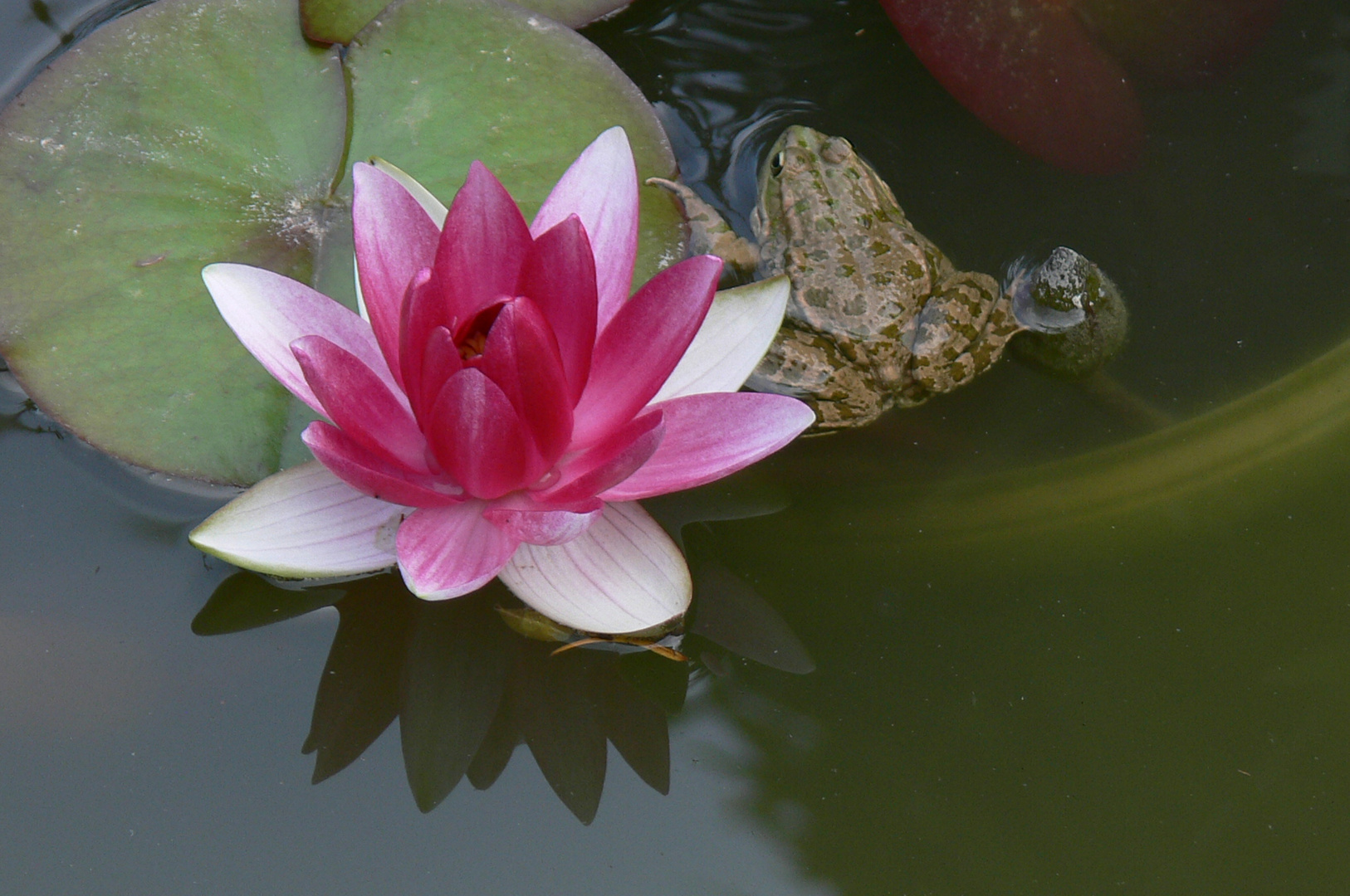 Seerose mit Frosch