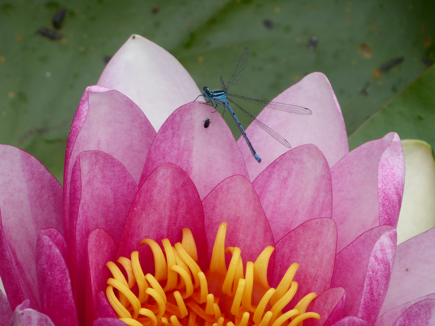 Seerose mit Gästen