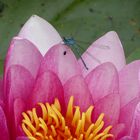 Seerose mit Gästen