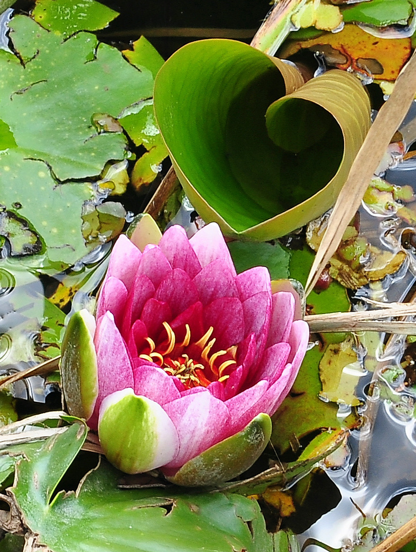 Seerose mit Herz