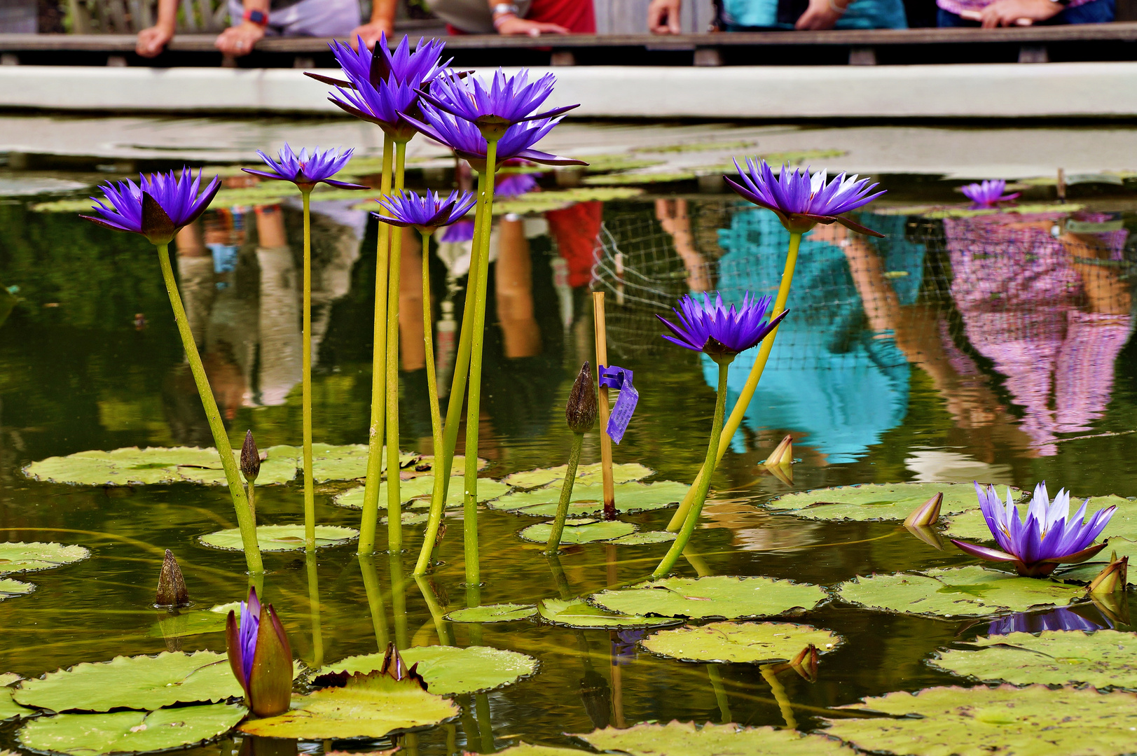 Seerose mit interessanter Speigelung