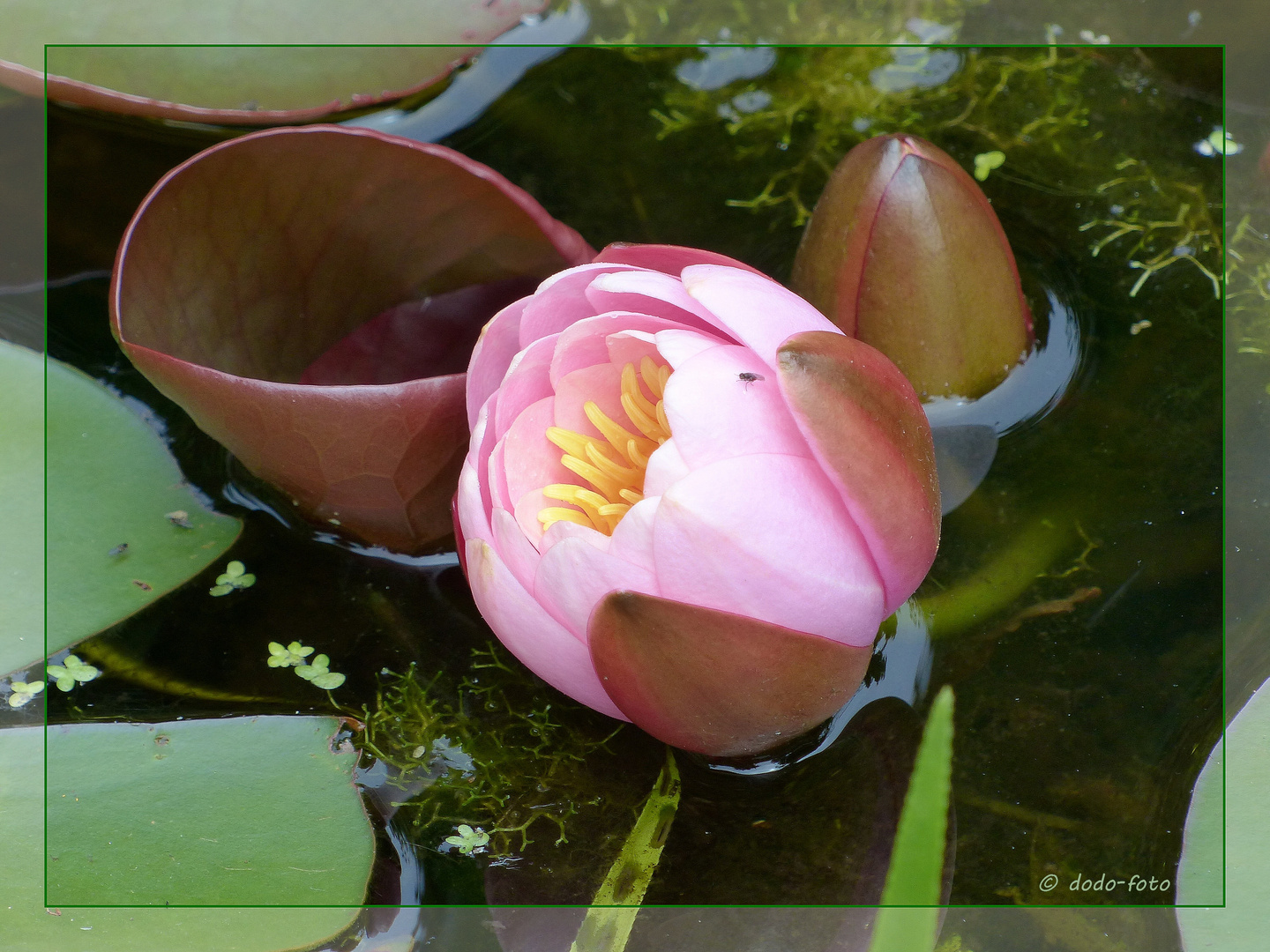 Seerose mit kleinem Besucher