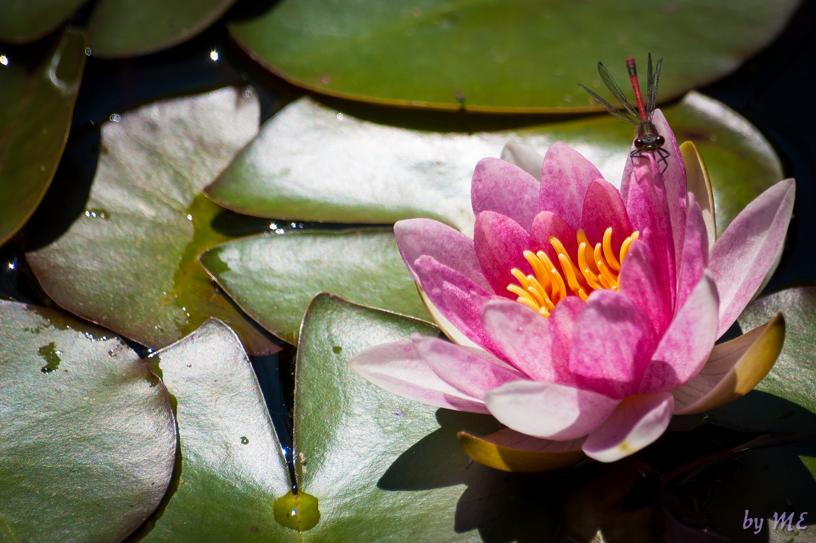 Seerose mit Libelle