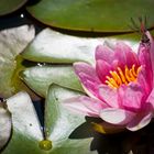 Seerose mit Libelle