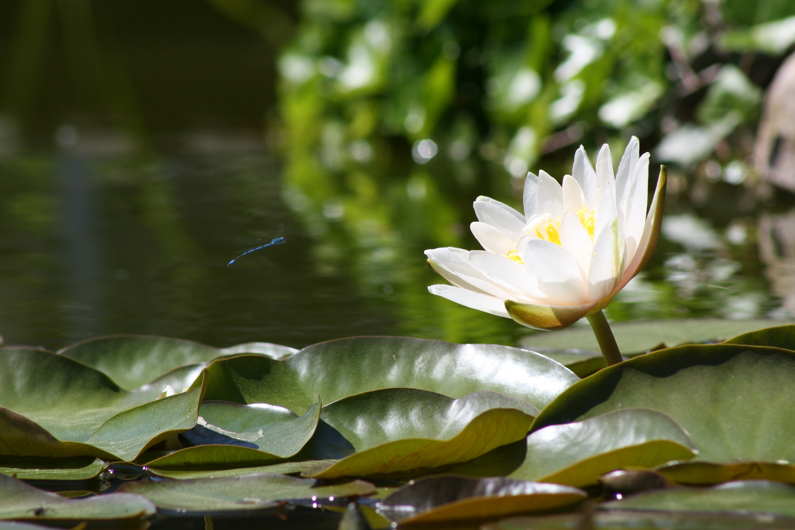 Seerose mit Libelle