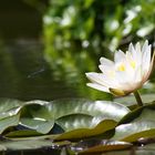 Seerose mit Libelle