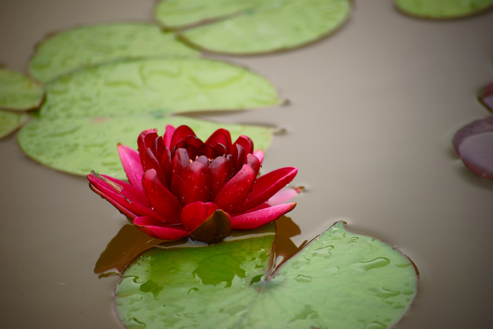 Seerose mit Libelle Foto &amp; Bild tiere, wildlife
