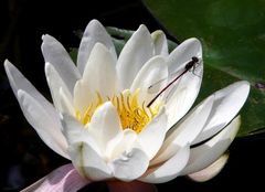 Seerose mit Libelle