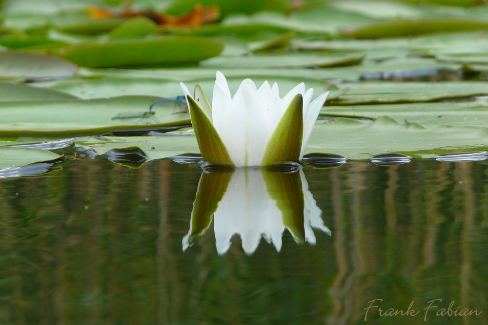 Seerose mit Libellenpaar