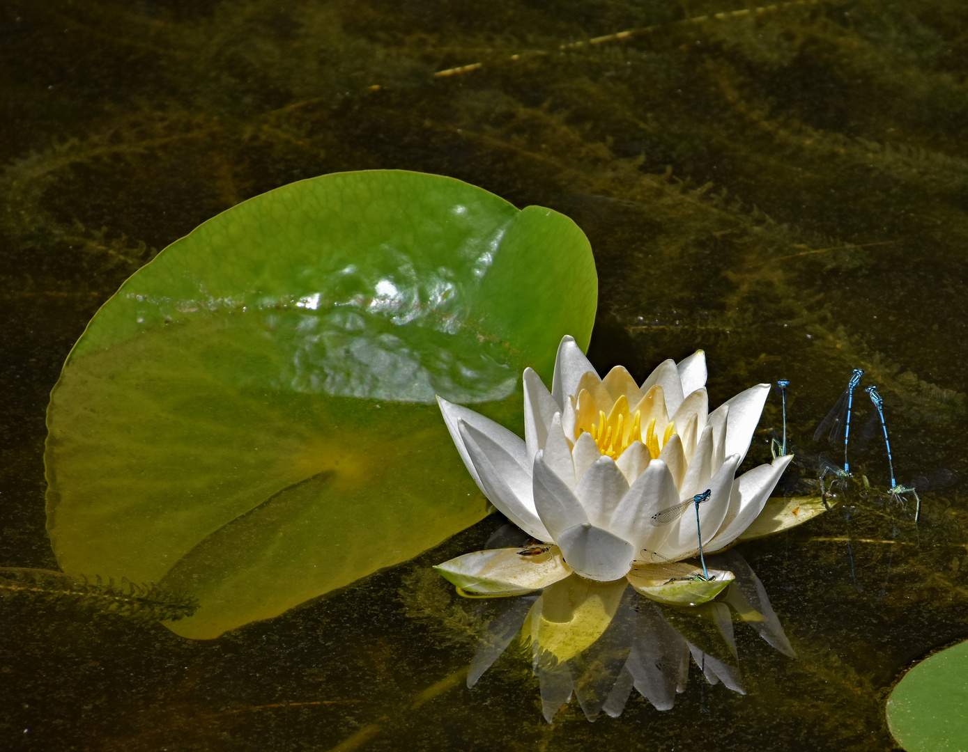 Seerose mit Libellentanz