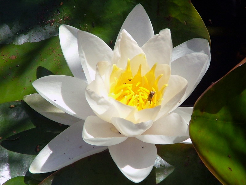 Seerose mit Schwebfliege