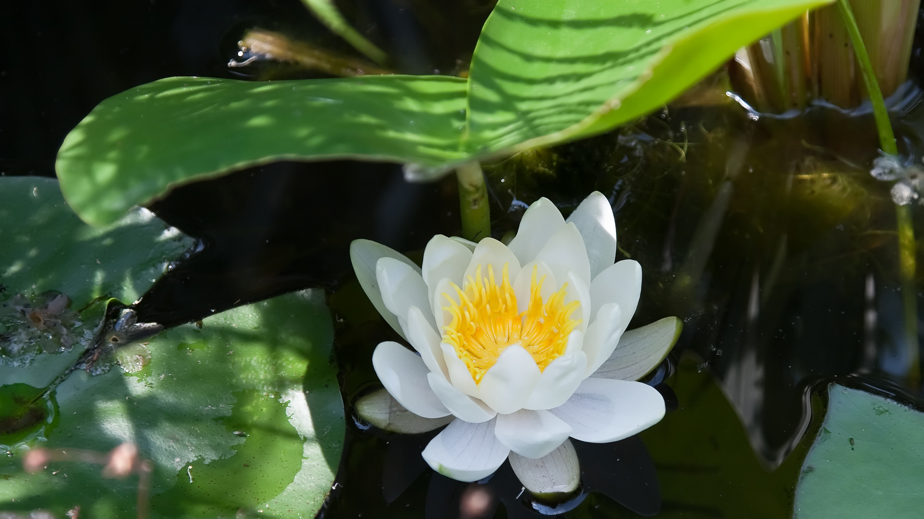 Seerose mit Sonnenschirm ;-)