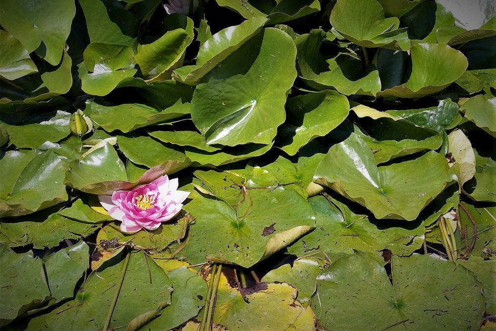 Seerose  mit Sonnenschutz