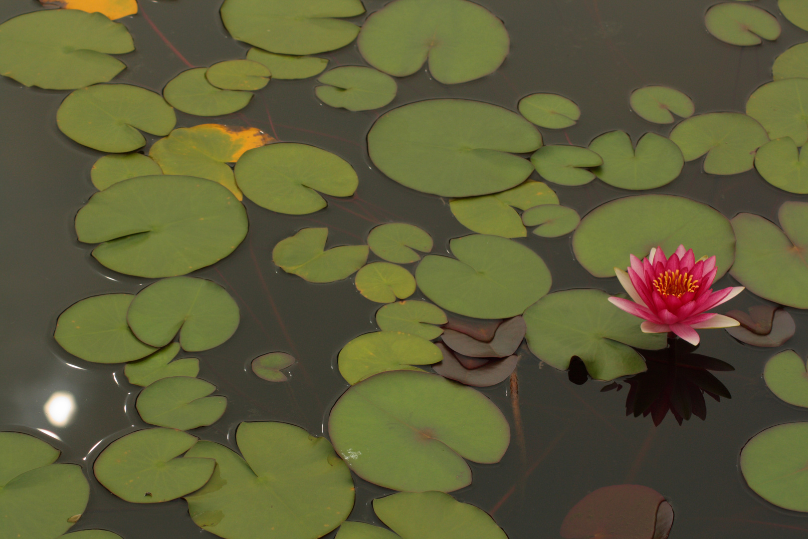 Seerose mit Sonnenspiegelung