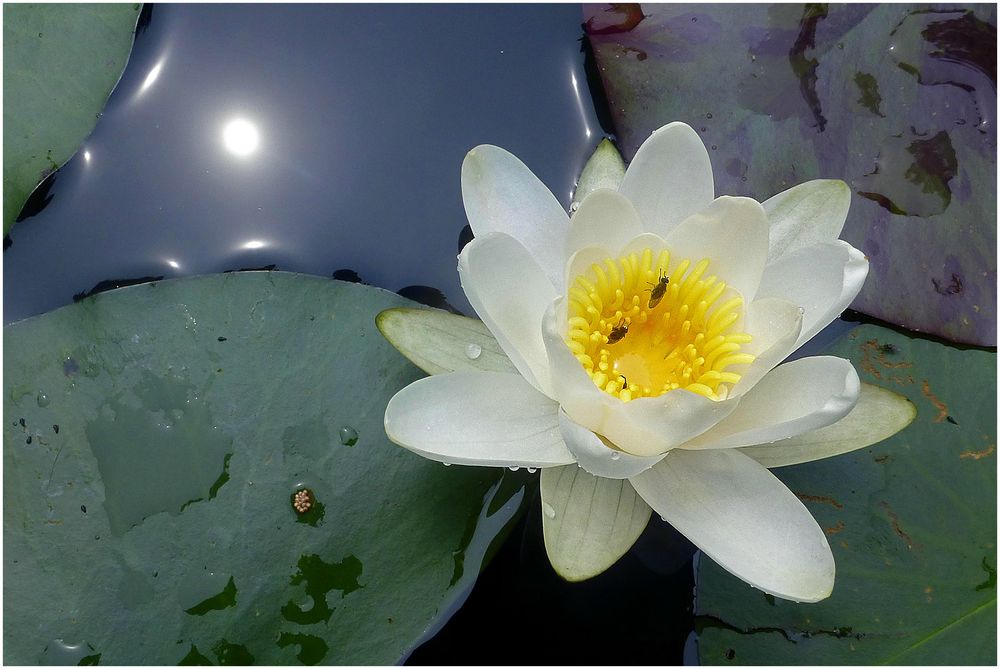 Seerose mit Sonnenspiegelung (2)