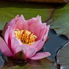 Seerose - mit spezieller Widmung