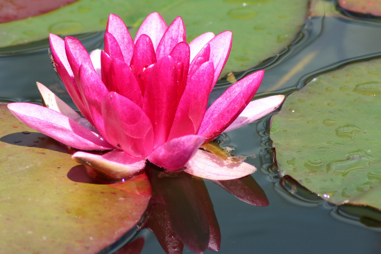 Seerose mit Spiegel