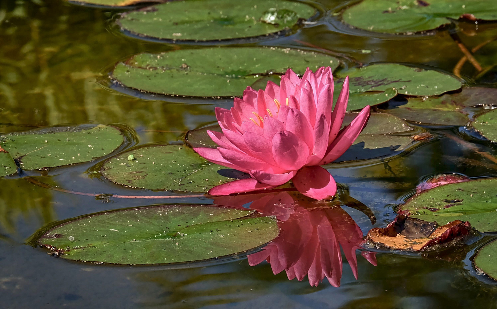 Seerose mit Spiegelbild