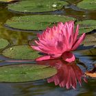 Seerose mit Spiegelbild