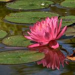 Seerose mit Spiegelbild