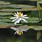  Seerose mit Spiegelung