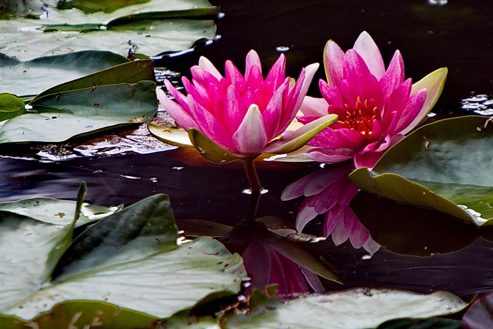 Seerose mit Spiegelung (1)