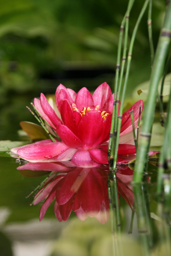 Seerose mit Spiegelung