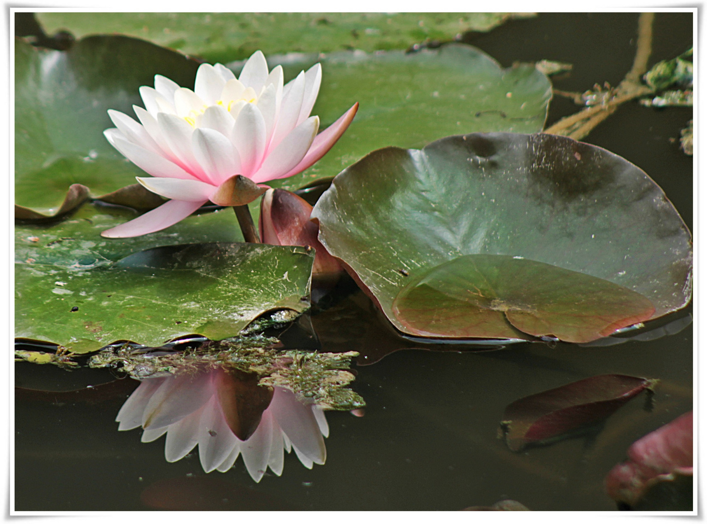 Seerose mit Spiegelung