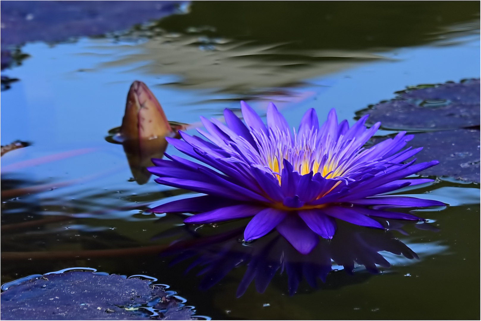 Seerose mit Spiegelung