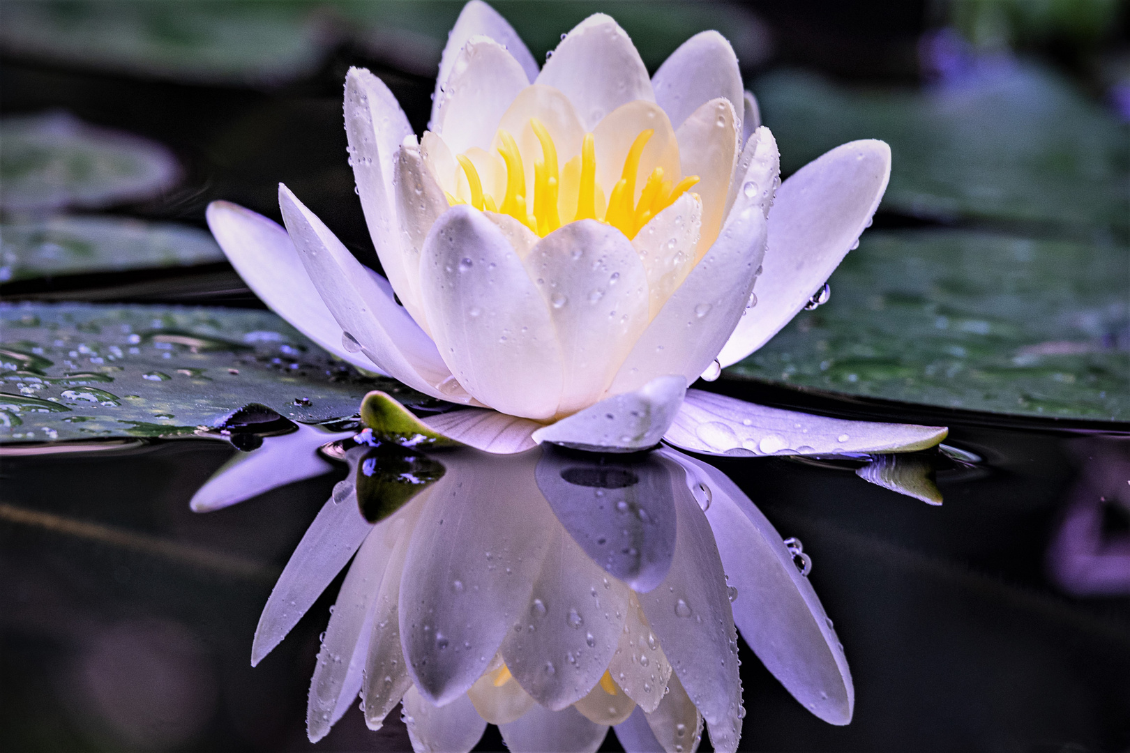 Seerose mit Spiegelung