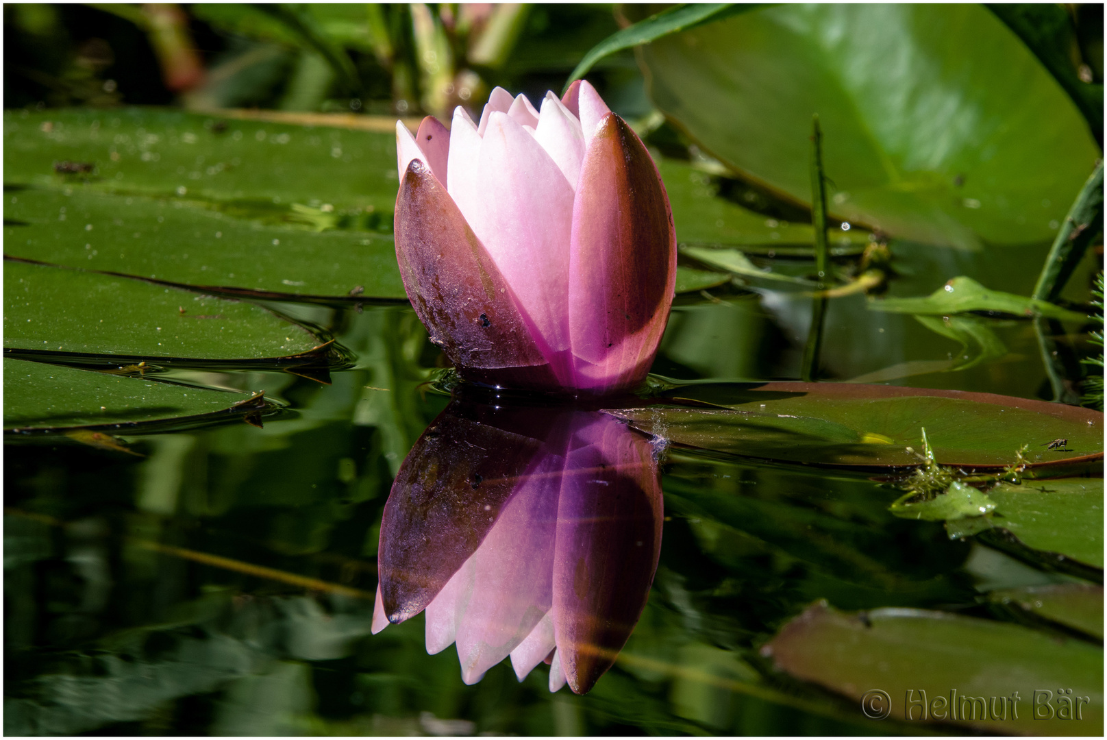 Seerose mit Spiegelung