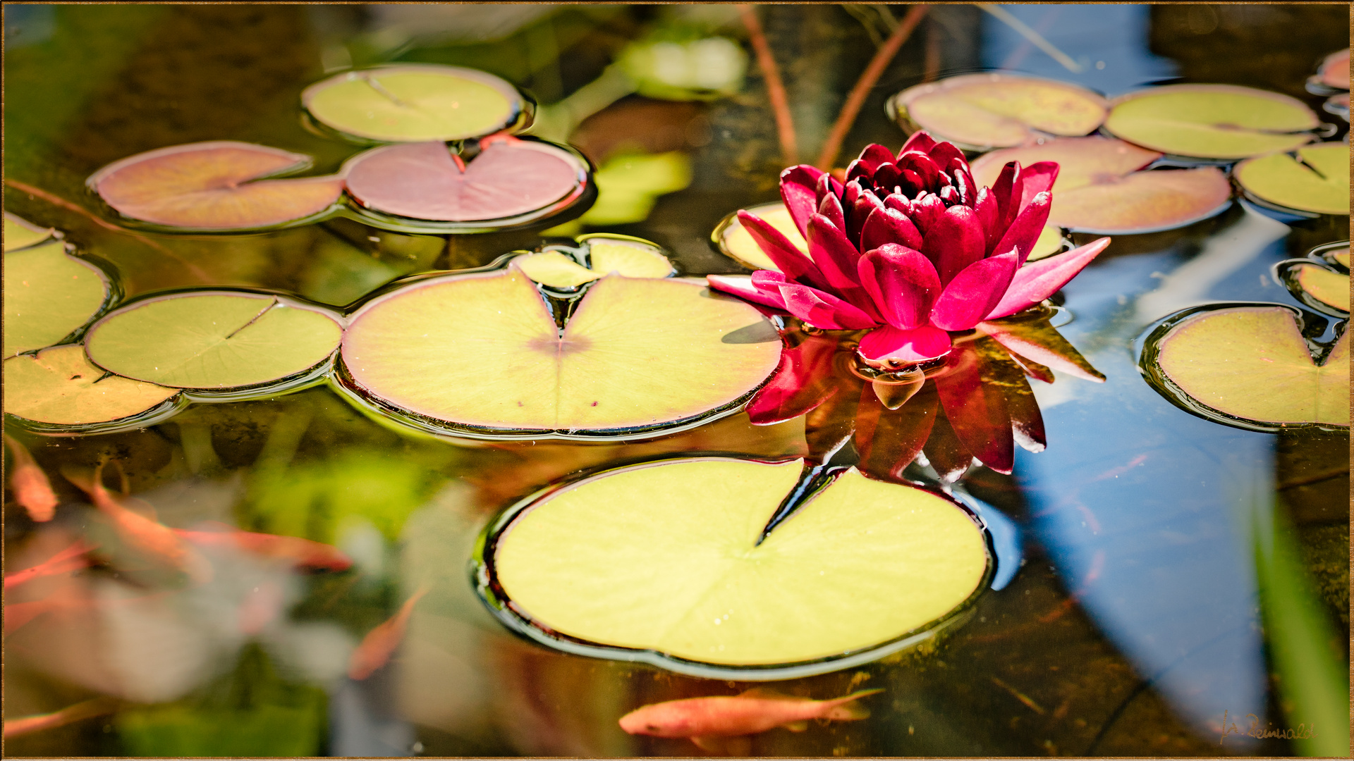 Seerose mit Spiegelung