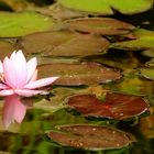 Seerose mit Spiegelung II