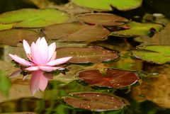 Seerose mit Spiegelung II