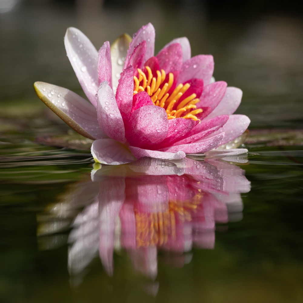 Seerose mit Spiegelung im Wasser