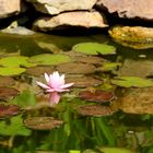 Seerose mit Spiegelung in meinem Gartenteich